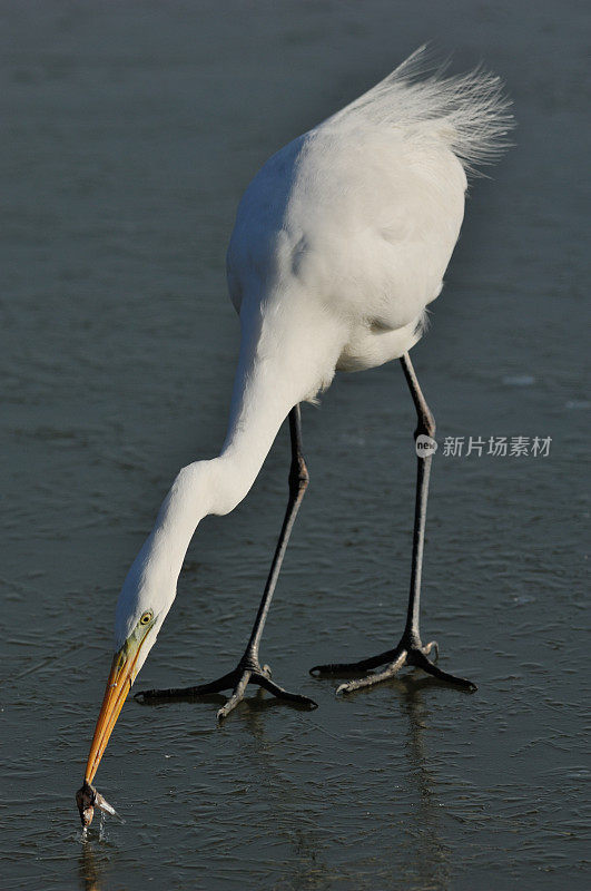 冬季大白鹭(Ardea alba)